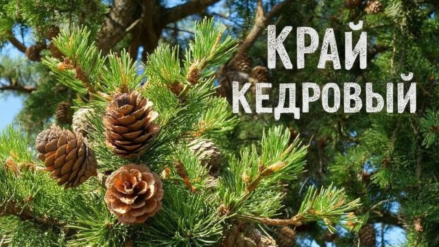 Край кедровый сл. Якушев Н.В. Муз Suno. Фото Giga Chat. Max.