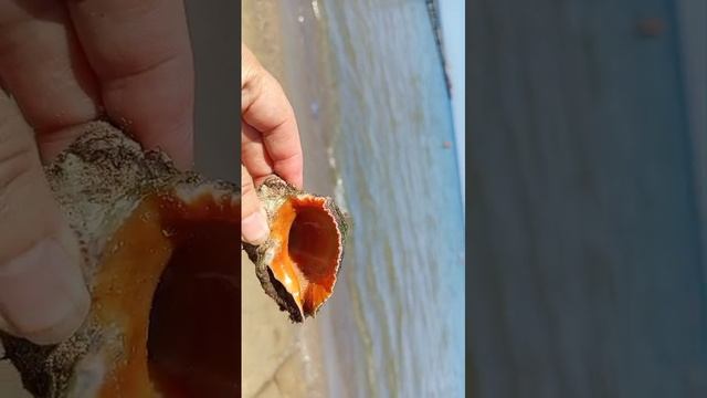 # на море крабы ракушки и все они  шустрые прячутся