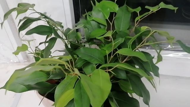 Фокусы с фикусами_4_ничего себе заплет