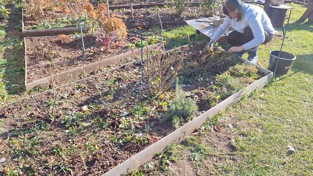 ЛЮБОВЬ К ДЕРЕВЕНСКОЙ ЖИЗНИ/СЧАСТЬЕ В МЕЛОЧАХ/ГОТОВЛЮ РОЗЫ К ЗИМЕ/УЖИН В РУССКОЙ ПЕЧИ😋
