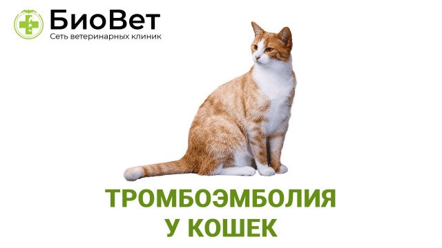 Тромбоэмболия у кошек