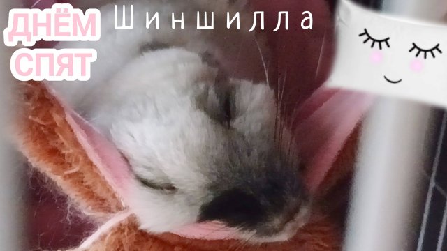 Шиншилла-гипнотизёр, если будить её днём