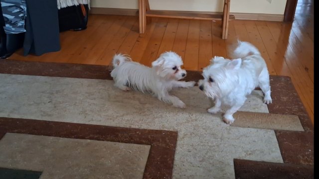 Бои без правил....