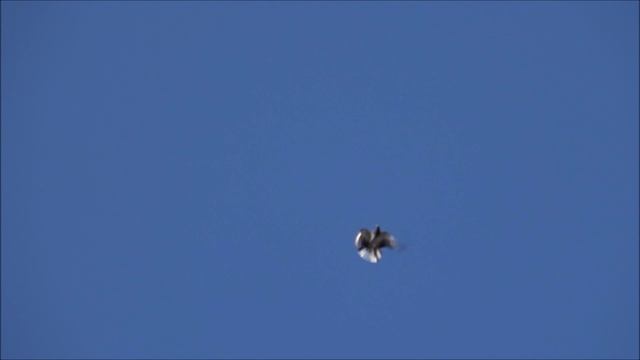 Голуби серпастые 4 ноября.