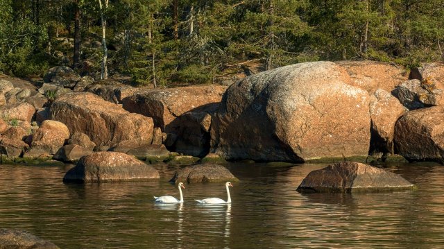 Киви парк, Выборгский залив