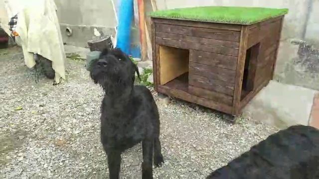 4.11.25. Пуля и Баска. Севастополь