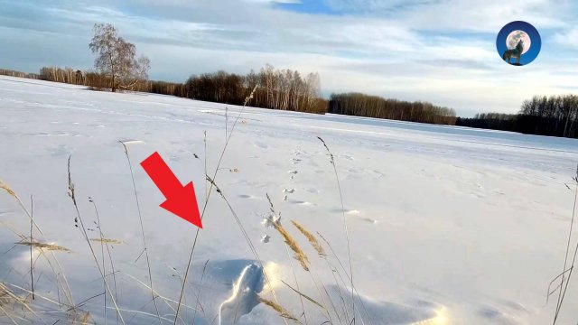 ОШИБКИ ПРИ ОХОТЕ НА ЗАЙЦА