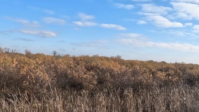 Натаскиваю щенка