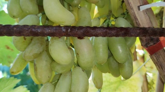 БАНАНЧИК РОЗОВЫЙ НА 04.11.2025.🍇🍇🍇 Telegram, WhatsApp и Vlber +79528500417. ТЕЛ. +79054033245.