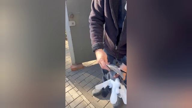 голуби Маношина А. И.