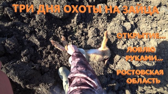 Три дня охоты на зайца...открытие...ловлю руками