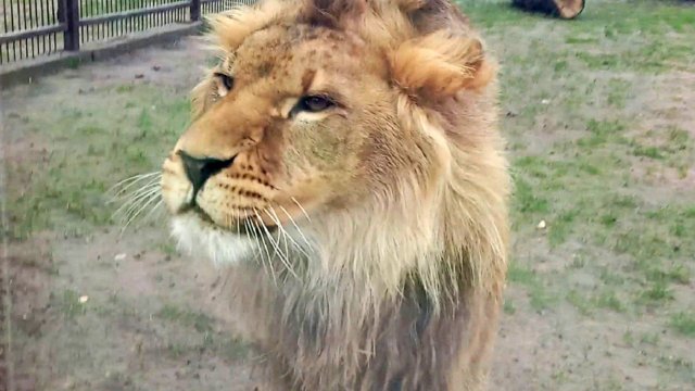 Лев ШЕРХАН - звезда YouTube. Наш царь выдумщик. Гости из Африки у африканского царя. (1 выпуск)