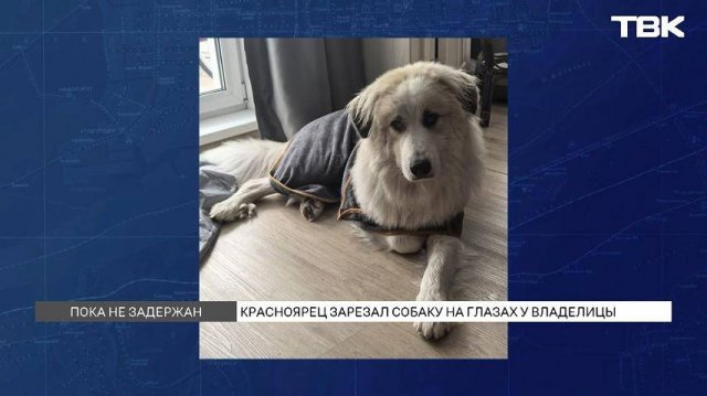 Красноярец напал на домашнюю собаку во время прогулки