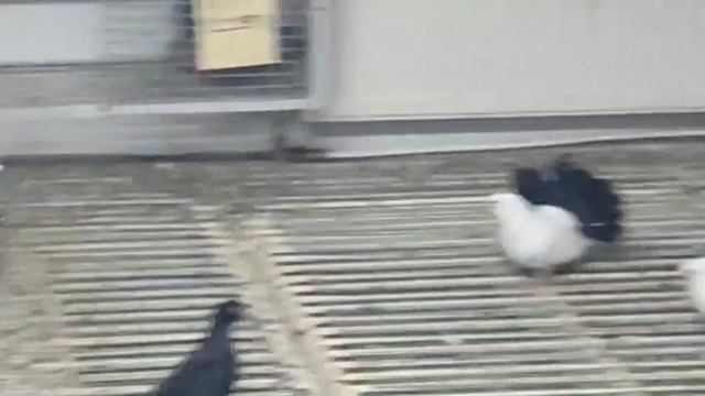 в гостях у Виктора харлашина. голуби россии-самый большой питомник.03.11.2025с 9 утра.+79857633997