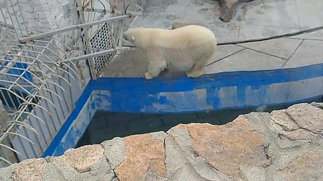 Белый медведь. Лунная походка М. Джексона