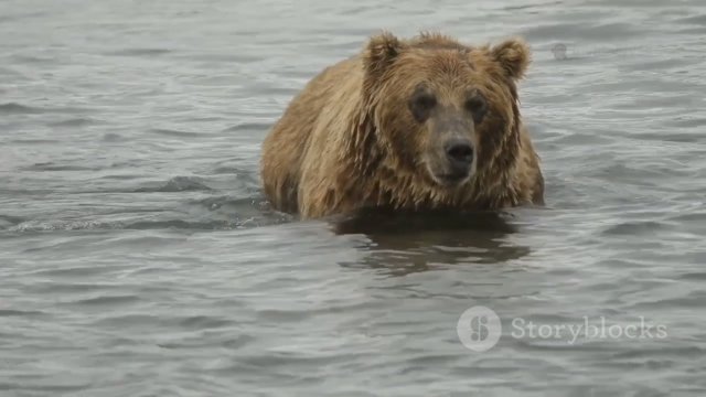 Удивительные факты о бурых медведях