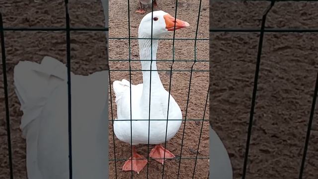 Пришел на ферму страусов