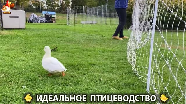 Идеальное птицеводство достойно восхищения 🐓🦆🦢🦚🦃🐔 эпизод (390)