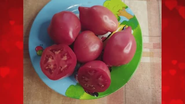 Томаты, устойчивые к болезням и неблагоприятным условиям. г. Киров