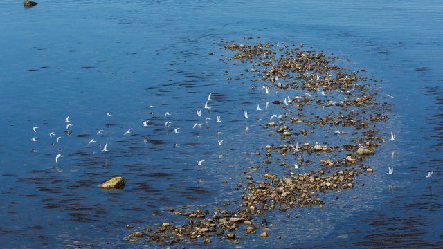 Школа "Птицы Севера". Занятие 1. Побережье Белого моря - зона повышенного биоразнообразия