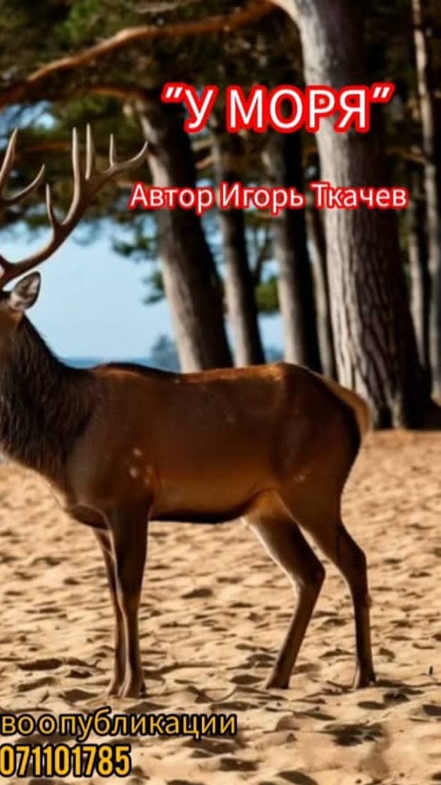 Песня. У МОРЯ