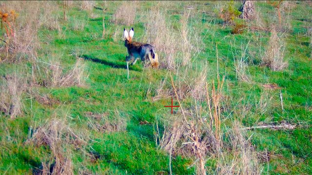 ОХОТА НА ЗАЙЦА !!!УХХХ КАК ОТКРЫЛИСЬ !!!!