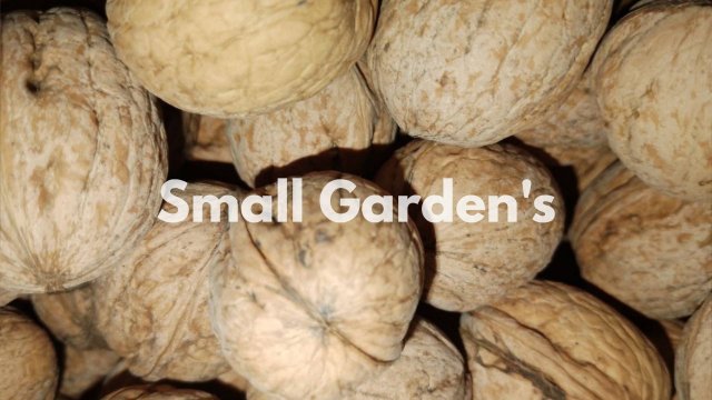 Семена грецкий орех Идеал Small Garden's