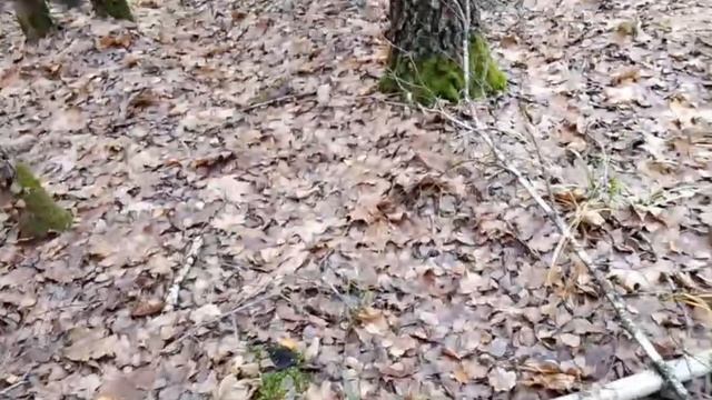 За грибами в начале ноября. Лисички. Вешенка