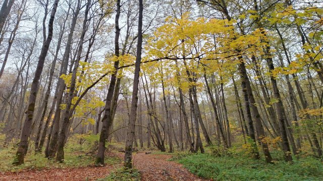 ВЫСТАВКА  ОКТЯБРЯ