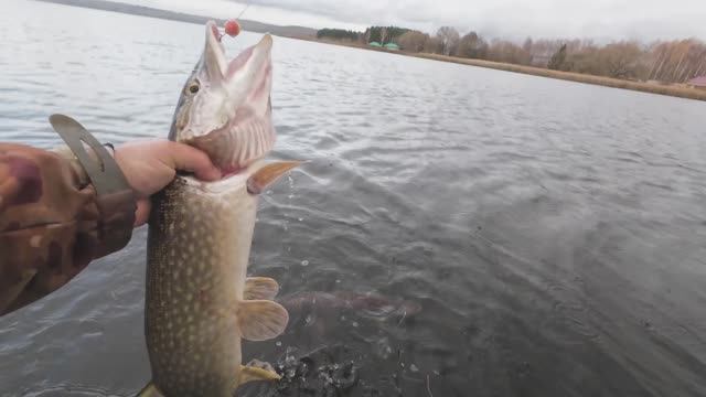 Рыбалка на щуку. Вечерний выход.