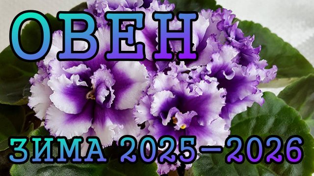 ОВЕН таро прогноз на ЗИМУ 2025-2026 года (декабрь 2025, январь и февраль 2026)