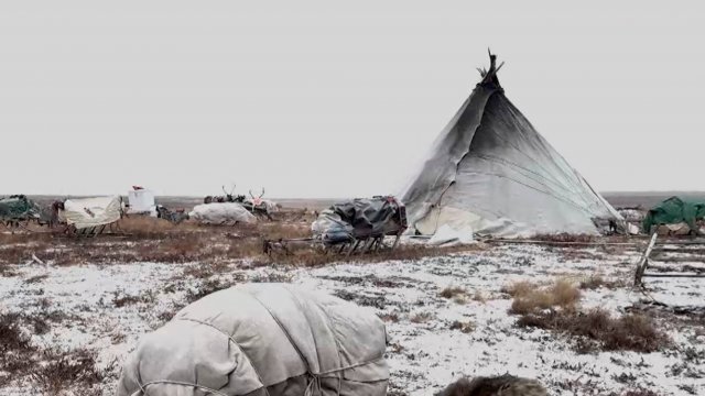 Белый медведь приблизился к поселению оленеводов в Ямало-Ненецком автономном округе