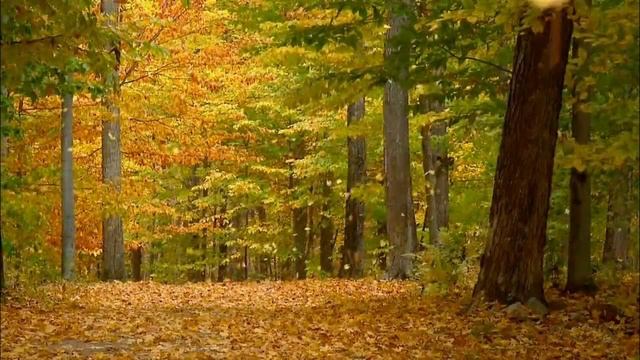 золотая осень Елена -Есфирь