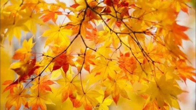 Домашняя работа и не только. 🏵️