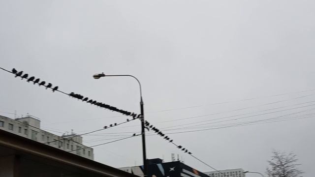 ТАКОЕ количество птиц никто никогда не видел!