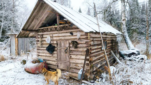 ИЗБУШЕК БОЛЬШЕ ЧЕМ ДИЧИ В ТАЙГЕ / ОХОТА С ЛАЙКОЙ НА БОРОВУЮ ПТИЦУ / СИЛЫ ПОД КОНЕЦ ДНЯ ПОКИНУЛИ.