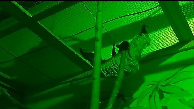 И совсем не ленивец 🦥