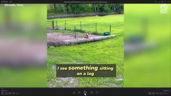 Добрые истории о спасении животных и порой людей животными со всех уголков Земли!