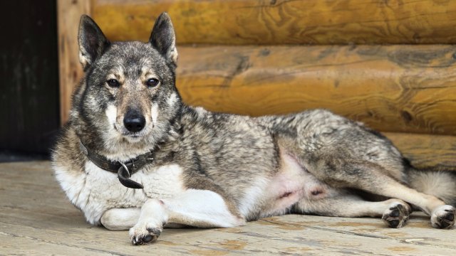 Охотничья баня