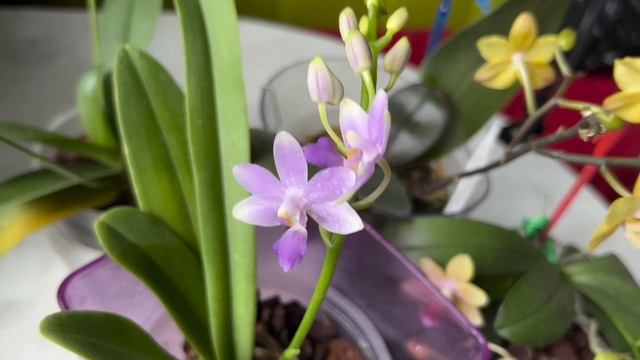 Мои ароматные орхидеи мультифлоры