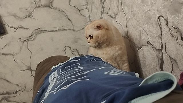 Кот 🐱 на столе