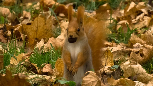 Закормили люди белочек