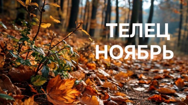 ТЕЛЕЦ. ТАРО ПРОГНОЗ НА НОЯБРЬ