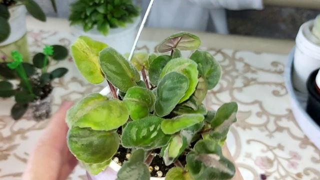 Размножение фиалок пасынками.