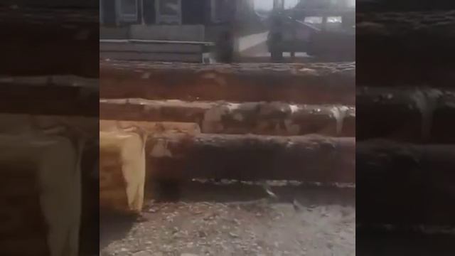 Видео отзыв заказчика Нестандартные бревна сосны для строительства 6 и 11 метров