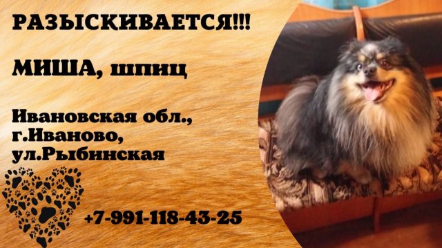 Пропала собака! МИША, шпиц. Ивановская обл., г.Иваново.