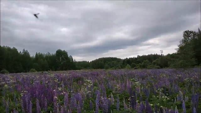 Сделай громче! Лесные звуки и красоты лета 2019