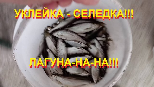 Лагуна уклея-селедка пошла!!!