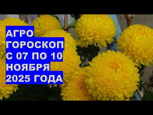 Что Делать в Саду и на Огороде с 07 по 10 ноября 2025 года?