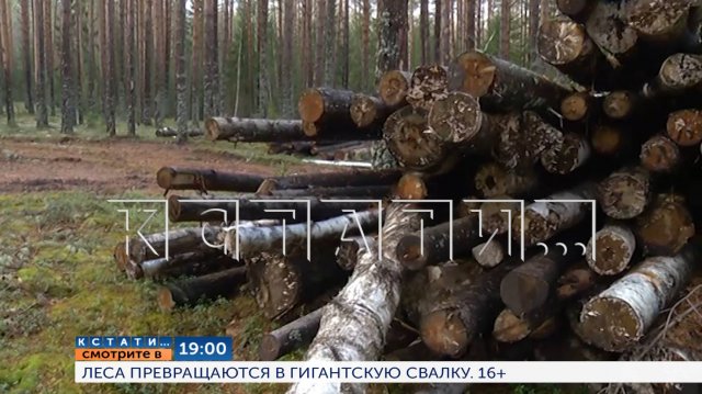 Смотрите сегодня в 19.00 в программе "Кстати": Леса превращаются в гигантскую свалку